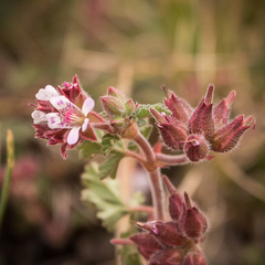 Pelargonium leucophyllum