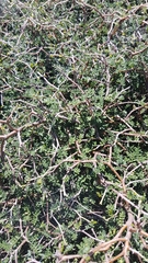 Sophora prostrata