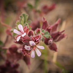 Pelargonium leucophyllum