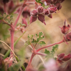 Pelargonium leucophyllum