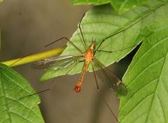 Tipula lunata