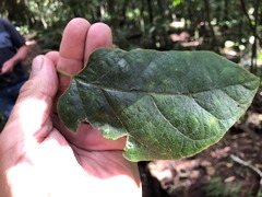 Parsonsia fulva