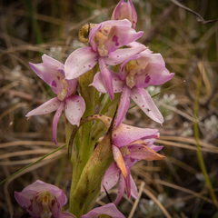 Pelargonium leucophyllum
