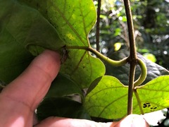 Parsonsia fulva