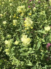 Rhinanthus alectorolophus