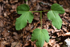 Laserpitium gaudinii