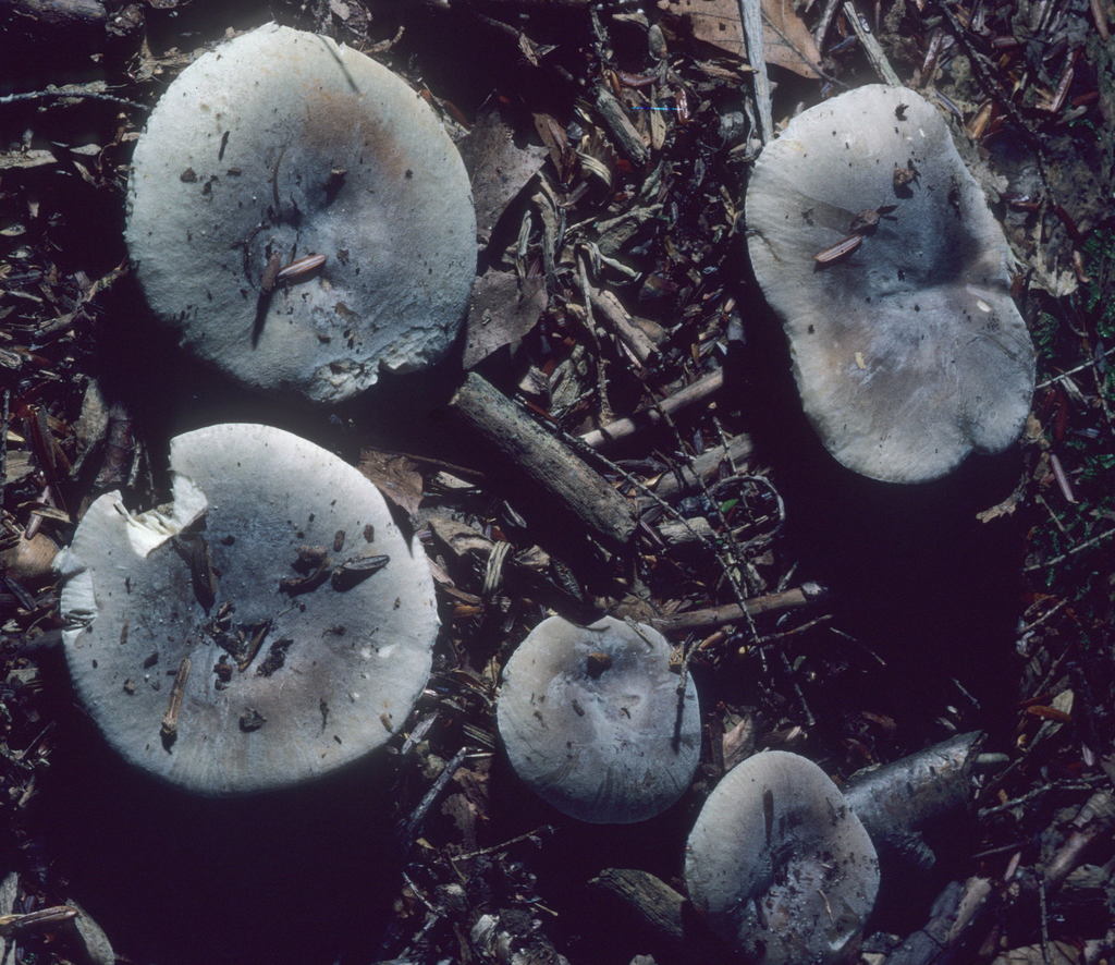 Modest Russula