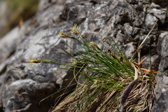 Carex mucronata