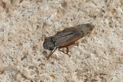 Cuerna obtusa