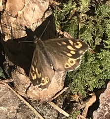Pararge aegeria