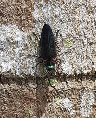Belionota prasina