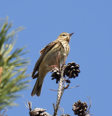 Anthus trivialis