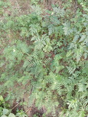 Vicia abbreviata