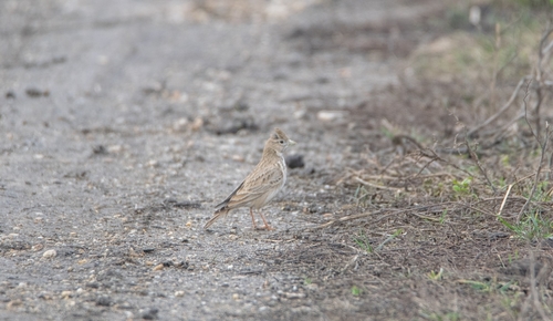Turkestan Short-toed Lark, 2275, Österreich, photo 7 of 10