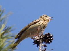 Anthus trivialis