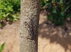 Chalcophora japonica