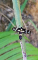 Amata sperbius