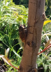 Cryptotympana mandarina