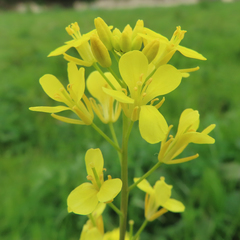 Brassica juncea