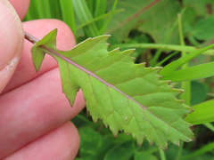 Brassica juncea