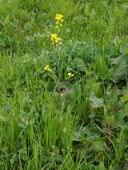 Brassica juncea