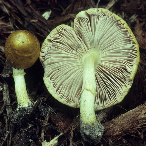Pluteus mammillatus