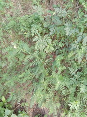 Vicia abbreviata