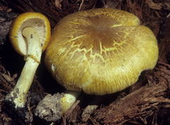 Pluteus mammillatus
