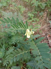 Vicia abbreviata