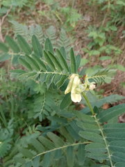 Vicia abbreviata