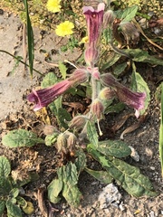 Rehmannia glutinosa
