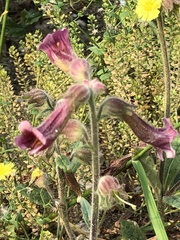 Rehmannia glutinosa