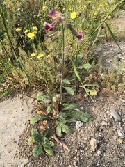 Rehmannia glutinosa