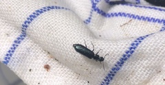 Coleoptera