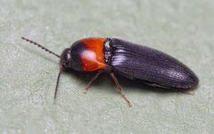 Ampedus sinuatus