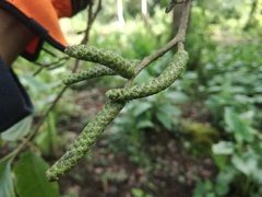 Alnus acuminata arguta
