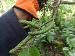 Alnus acuminata arguta