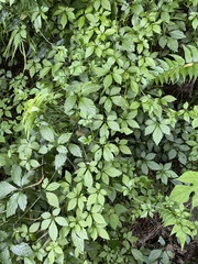 Gynostemma pentaphyllum