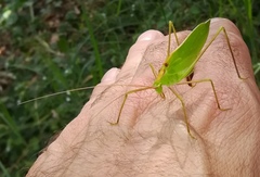 Horatosphaga gracilis