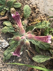 Rehmannia glutinosa