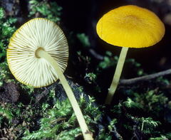 Pluteus chrysophlebius image
