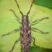Monochamus carolinensis - Photo (c) Trey Wardlaw,  זכויות יוצרים חלקיות (CC BY-NC), הועלה על ידי Trey Wardlaw