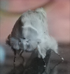 Naroma varipes