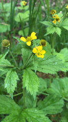 Geum macrophyllum