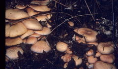 Gymnopilus aeruginosus
