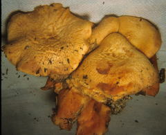 Gymnopilus aeruginosus