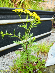 Senecioneae