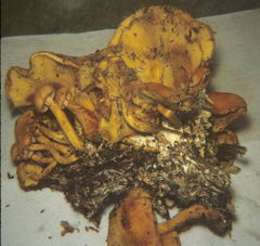 Gymnopilus aeruginosus