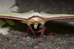 Actias aliena aliena