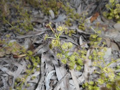 Drosera stolonifera
